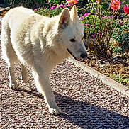 Taiko a rejoint le concours — aidez-le/la à gagner de superbes lots ! dog, white_dog, outdoor, garden, flowers, plants, sunlight, shadow, pathway, walking, nature, pet, canine, summer, daylight, greenery, bushes, spring, animal, flora