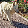 dog, white_dog, outdoor, garden, flowers, plants, sunlight, shadow, pathway, walking, nature, pet, canine, summer, daylight, greenery, bushes, spring, animal, flora