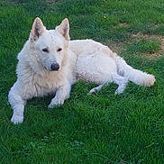 Taiko a rejoint le concours — aidez-le/la à gagner de superbes lots ! animal, calm, canine, daytime, dog, ears, fur, grass, greenery, lying_down, nature, outdoor, pet, quiet, relaxed, resting, snout, sunlight, tail, white_dog
