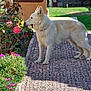 Taiko participe au concours pour gagner de l'argent avec cette photo : dog, white_dog, flower, pink_flower, purple_flower, garden, greenery, pathway, pebble_path, outdoor, sunlight, plant, bush, pet, animal, canine, nature, daytime, sniffing, fur
