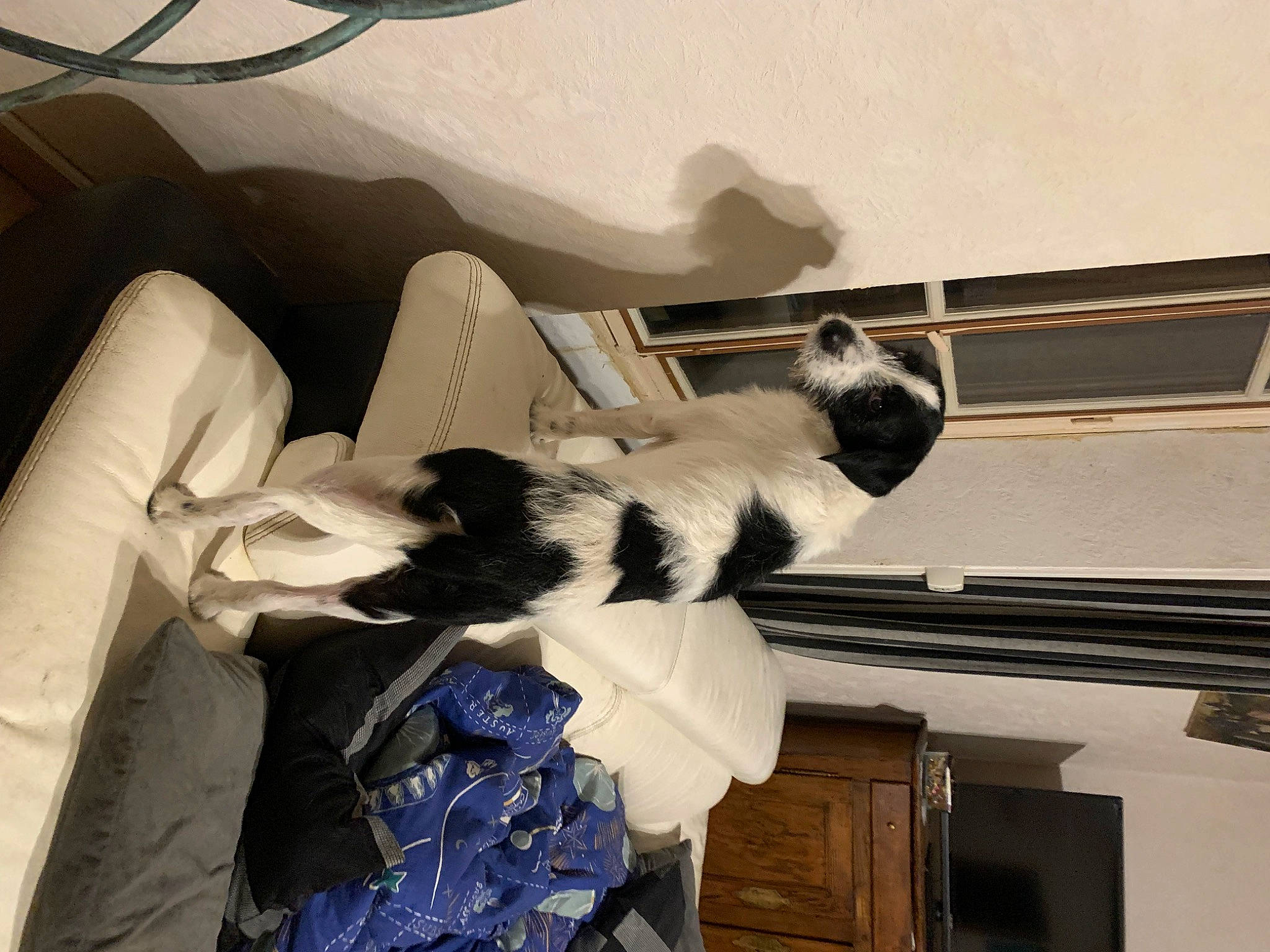 Taz a rejoint le concours — aidez-le/la à gagner de superbes lots ! canidae, carnivore, comfort, companion_dog, dog_breed, eyewear, felidae, formal_wear, fur, room, sitting, small_to_medium_sized_cats, sporting_group, tail, tints_and_shades, vintage_clothing, whiskers, wing