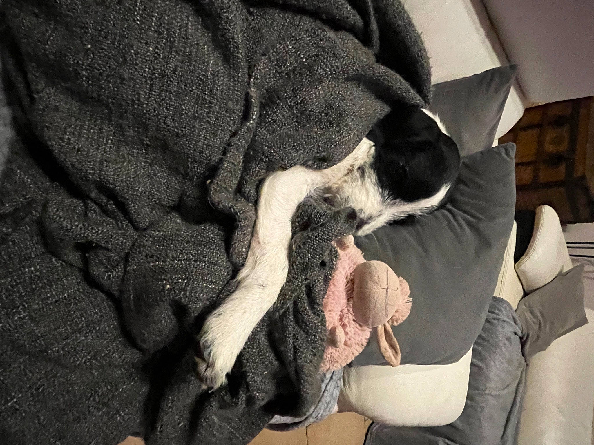 Taz a rejoint le concours — aidez-le/la à gagner de superbes lots ! carnivore, comfort, companion_dog, dog, dog_breed, dress, elbow, eyewear, foot, gesture, grey, human_leg, knee, monochrome, monochrome_photography, nail, snout, sunglasses, thigh, wrist