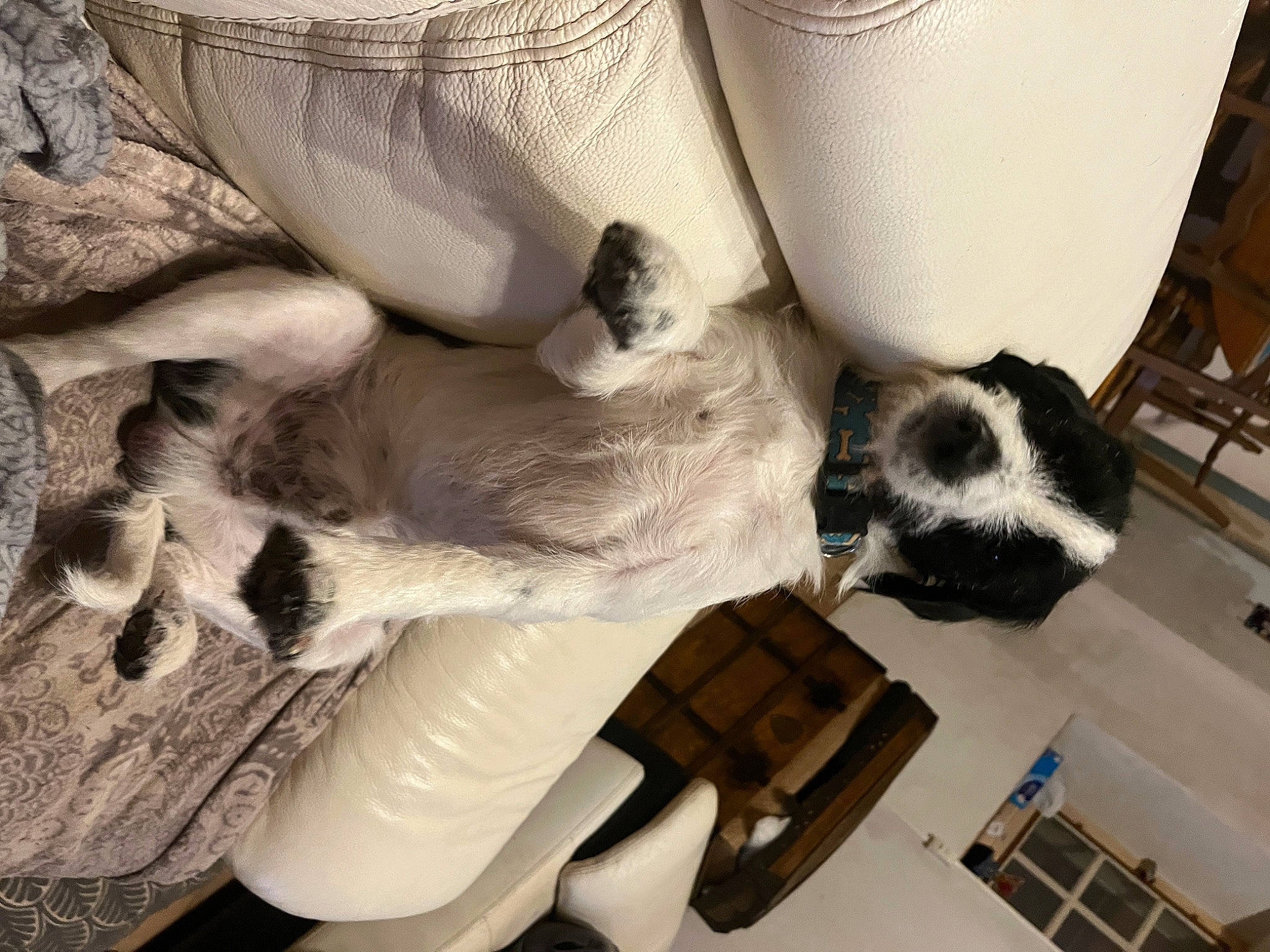 Taz participe au concours pour gagner de l'argent avec cette photo : canidae, carnivore, cat, chair, comfort, companion_dog, domestic_short_haired_cat, fashion_accessory, felidae, fur, grey, human_leg, linens, paw, room, small_to_medium_sized_cats, tail, whiskers, white, wood