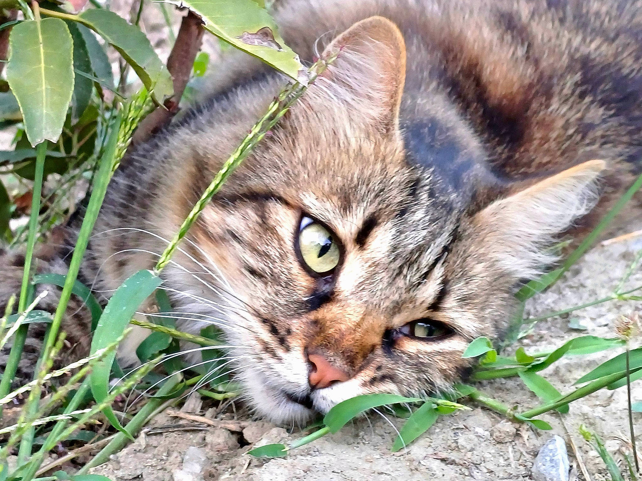 Lea a rejoint le concours — aidez-le/la à gagner de superbes lots ! carnivore, cat, domestic_short_haired_cat, felidae, fur, grass, groundcover, nature, plant, small_to_medium_sized_cats, snout, tail, terrestrial_animal, tree, whiskers, wildlife
