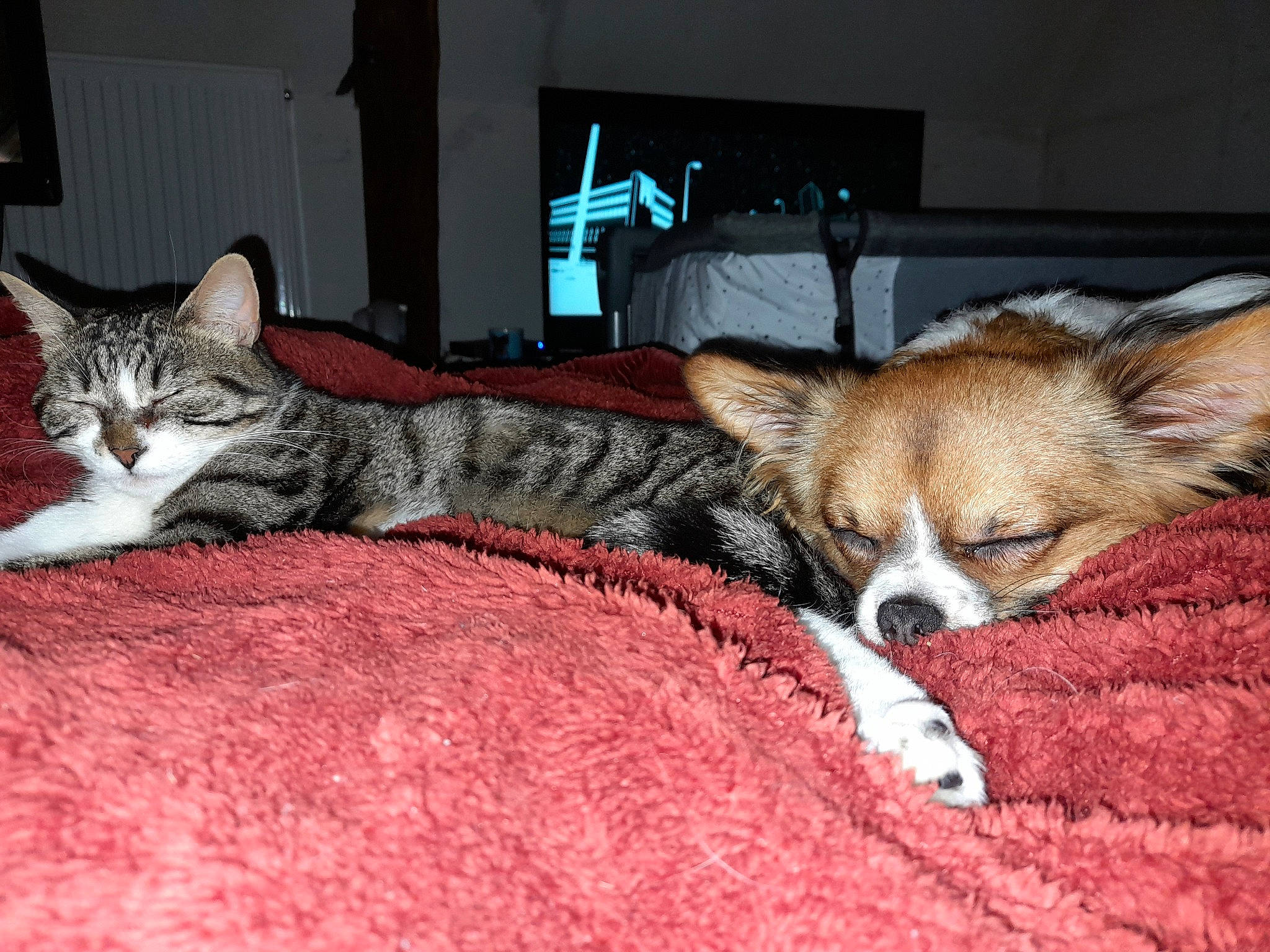 Bailey a rejoint le concours — aidez-le/la à gagner de superbes lots ! carnivore, cat, comfort, companion_dog, couch, dog, dog_breed, dog_supply, domestic_short_haired_cat, fawn, felidae, fur, furniture, linens, mammal, small_to_medium_sized_cats, snout, terrestrial_animal, vertebrate, whiskers