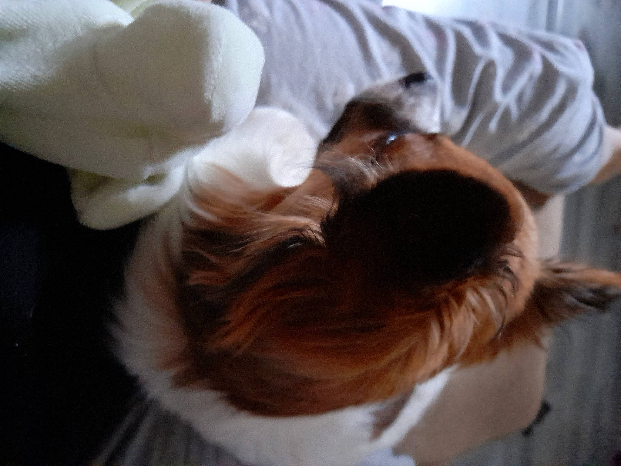 Bailey a rejoint le concours — aidez-le/la à gagner de superbes lots ! brown_hair, canidae, carnivore, comfort, companion_dog, dog_breed, ear, fawn, felidae, fur, gesture, headgear, jaw, liver, long_hair, small_to_medium_sized_cats, snout, sporting_group, whiskers, wood