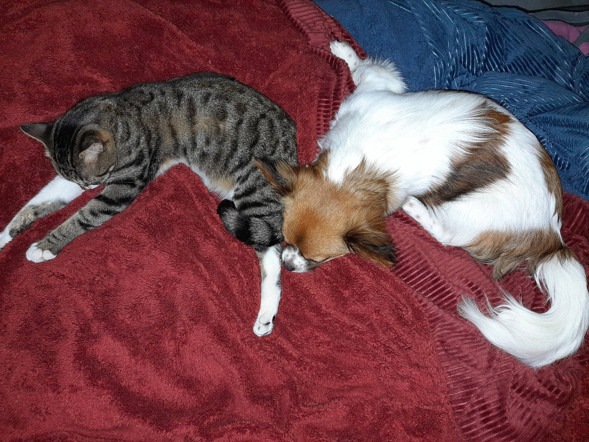 Bailey a rejoint le concours — aidez-le/la à gagner de superbes lots ! canidae, carnivore, cat, claw, comfort, dog_breed, domestic_short_haired_cat, fawn, felidae, fur, mammal, nap, paw, sleep, small_to_medium_sized_cats, snout, sporting_group, tail, terrestrial_animal, whiskers