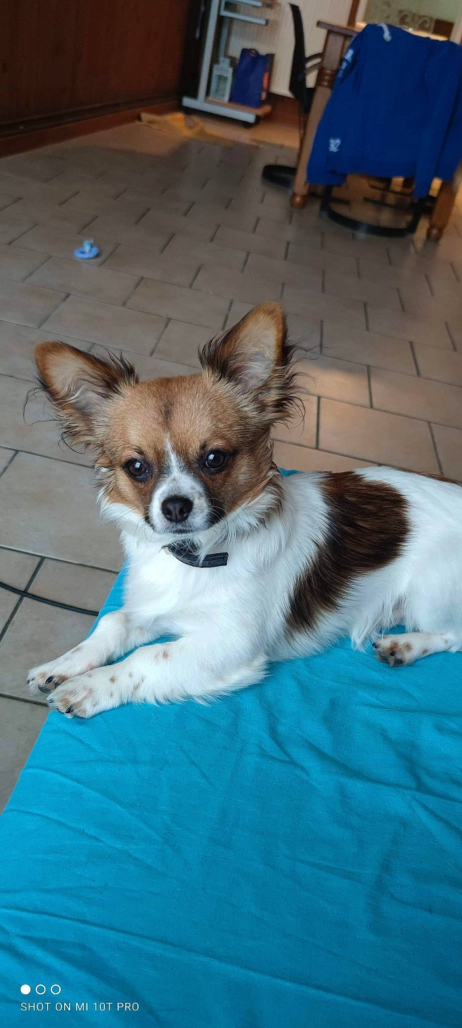 Bailey participe au concours pour gagner de l'argent avec cette photo : canidae, carnivore, collar, companion_dog, dog, dog_breed, dog_supply, fawn, flooring, fur, non_sporting_group, papillon, puppy, snout, sporting_group, tail, terrestrial_animal, toy_dog, whiskers