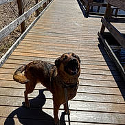 Max is registered to the contest to win money with this photo: dog, canine, german_shepherd_mix, brown_dog, black_muzzle, open_mouth, smiling, standing, leash, collar, wooden_bridge, boardwalk, outdoor, woodland, forest, leafless_trees, sunlight, shadow, water, nature