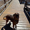 dog, canine, german_shepherd_mix, brown_dog, black_muzzle, open_mouth, smiling, standing, leash, collar, wooden_bridge, boardwalk, outdoor, woodland, forest, leafless_trees, sunlight, shadow, water, nature