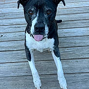 Spike joined the competition — help win amazing prizes! dog, black_and_white, pet, animal, portrait, close_up, tongue_out, happy, playful, outdoor, deck, wooden_floor, front_legs, floppy_ears, short_hair, white_chest, white_paws, collar, looking_at_camera, natural_light