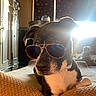 Spike is registered to the contest to win money with this photo: dog, dogs, sunglasses, aviator_glasses, black_and_white, portrait, pet, bed, indoor, home, sunlight, backlighting, lens_flare, relaxed, sitting, lying_down, collar, short_hair, funny, animal_photography