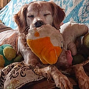 Fangio participe au concours pour gagner de l'argent avec cette photo : dog, plush_toy, couch, blanket, indoor, resting, relaxed, pet, fur, brown, patterned, comfort, home, animal, snuggle, sleepy, paw, toy, decor, closeup