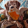 dog, plush_toy, couch, blanket, indoor, resting, relaxed, pet, fur, brown, patterned, comfort, home, animal, snuggle, sleepy, paw, toy, decor, closeup