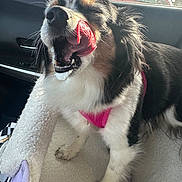 Molly is registered to the contest to win money with this photo: dog, puppy, black_and_white, fluffy, long_hair, happy, smiling, open_mouth, tongue, teeth, pink_harness, sitting, car, car_interior, passenger_seat, road_trip, window, vehicle, sunlight, pet
