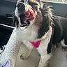 dog, puppy, black_and_white, fluffy, long_hair, happy, smiling, open_mouth, tongue, teeth, pink_harness, sitting, car, car_interior, passenger_seat, road_trip, window, vehicle, sunlight, pet