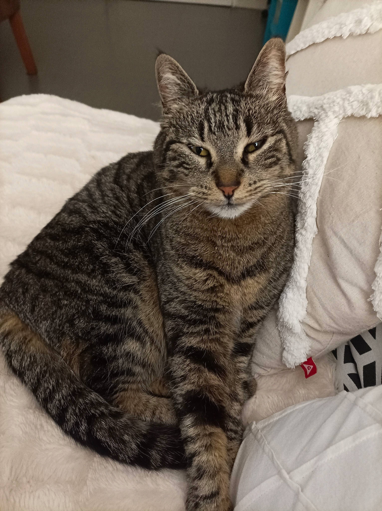 Jalla a rejoint le concours — aidez-le/la à gagner de superbes lots ! carnivore, cat, claw, comfort, domestic_short_haired_cat, felidae, fur, linens, paw, sitting, small_to_medium_sized_cats, snout, terrestrial_animal, whiskers