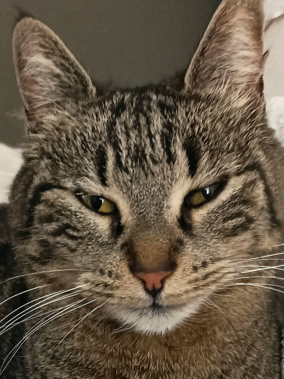 Jalla a rejoint le concours — aidez-le/la à gagner de superbes lots ! carnivore, cat, close_up, domestic_short_haired_cat, eye, felidae, fur, small_to_medium_sized_cats, snout, terrestrial_animal, tree, whiskers, wildlife, window