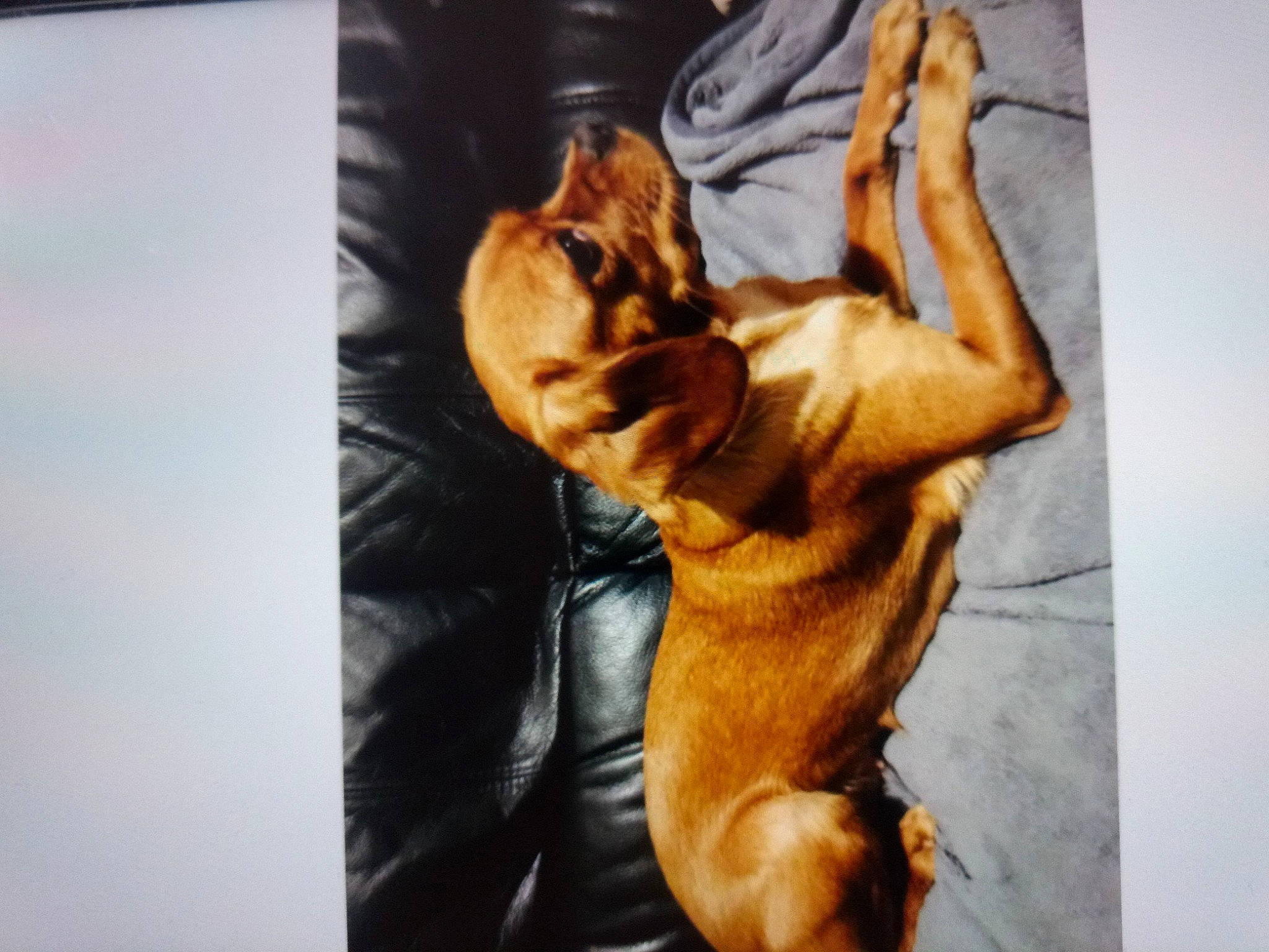 Candice a rejoint le concours — aidez-le/la à gagner de superbes lots ! arm, bodybuilding, canidae, carnivore, dog, dog_breed, human_body, leg, muscle, sporting_group, vizsla