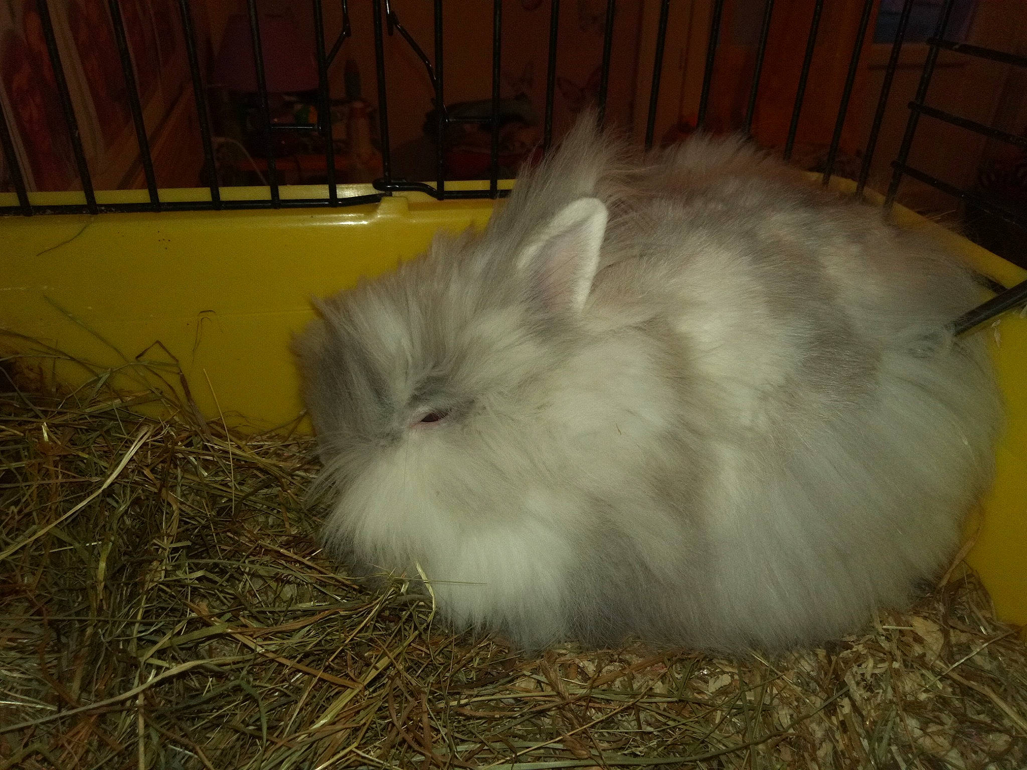 Chamalow a rejoint le concours — aidez-le/la à gagner de superbes lots ! angora_rabbit, domestic_long_haired_cat, domestic_rabbit, fawn, fur, iris, rabbit, rabbits_and_hares, tail, whiskers