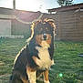 animal, backyard, canine, daylight, dog, domestic, ears, fence, fur, garden, grass, lens_flare, nature, outdoor, peaceful, pet, quiet, sitting, sunlight, tricolor