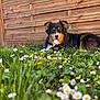 Rolex a rejoint le concours — aidez-le/la à gagner de superbes lots ! animal, black_fur, brown_fur, daisies, dog, ears, eyes, flowers, garden, grass, laying_down, nature, outdoor, pet, relaxed, snout, spring, sunlight, white_fur, wooden_fence