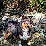 animal, australian_shepherd, canine, daylight, dog, forest, fur, greenery, landscape, mammal, nature, outdoor, pets, riverbed, rocks, standing, stream, sunlight, water, wet_fur