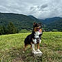 Rolex participe au concours pour gagner de l'argent avec cette photo : animal, canine, cloudy_sky, daytime, dog, field, fur, grass, happy, hiking, landscape, mountain, nature, outdoor, pet, scenic, summer, tongue_out, tree, walking