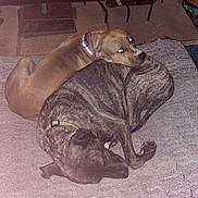 Dixie joined the competition — help win amazing prizes! dog, two_dogs, fireplace, rug, indoor, pet, cozy, snuggling, brown_dog, brindle_dog, collar, resting, warm, home, floor, animal, companionship, relaxation, comfort, domestic