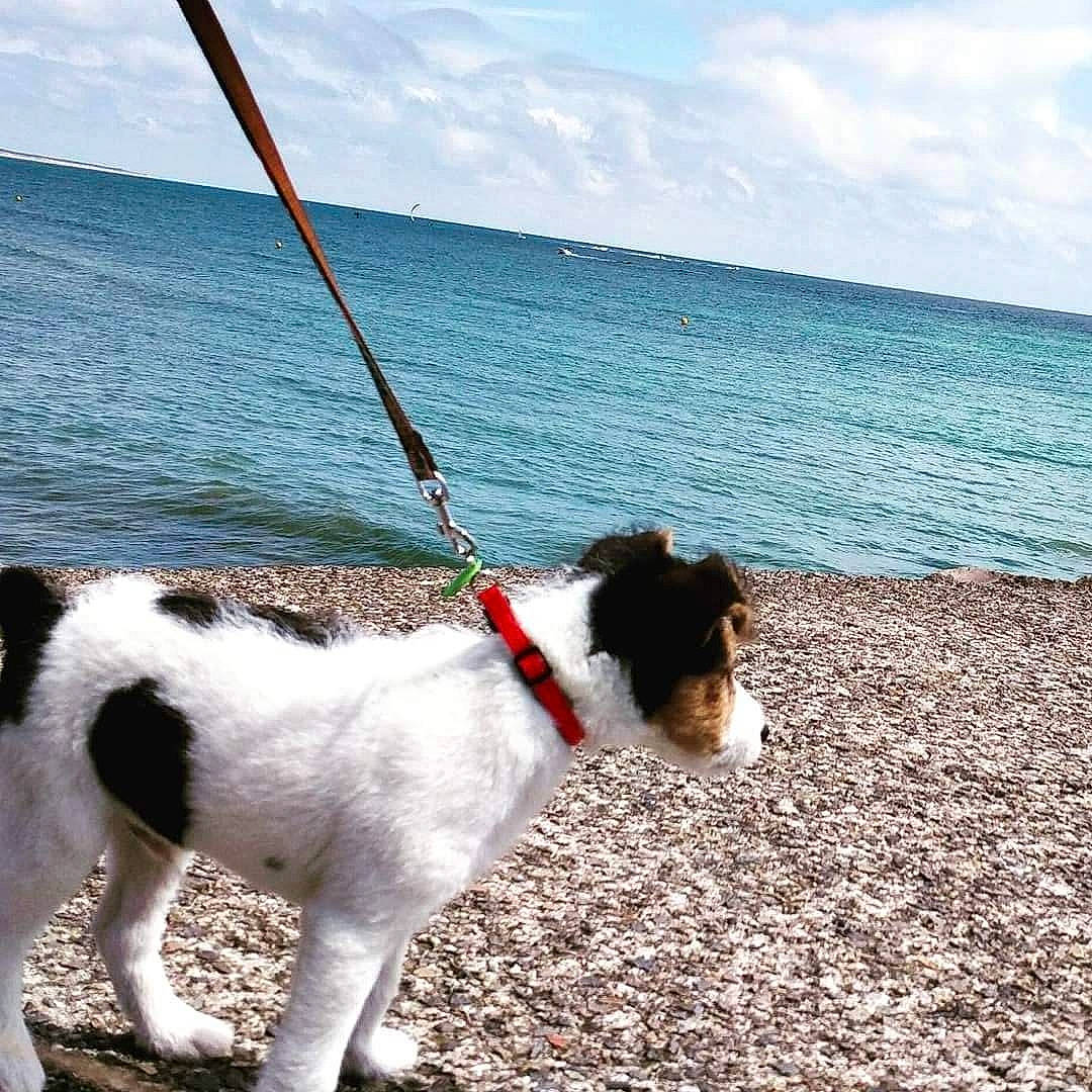 Nikki participe au concours pour gagner de l'argent avec cette photo : beach, carnivore, cloud, collar, companion_dog, dog, dog_breed, dog_collar, fashion_accessory, horizon, lake, leash, ocean, pet_supply, sky, snout, sporting_group, tail, water, working_animal
