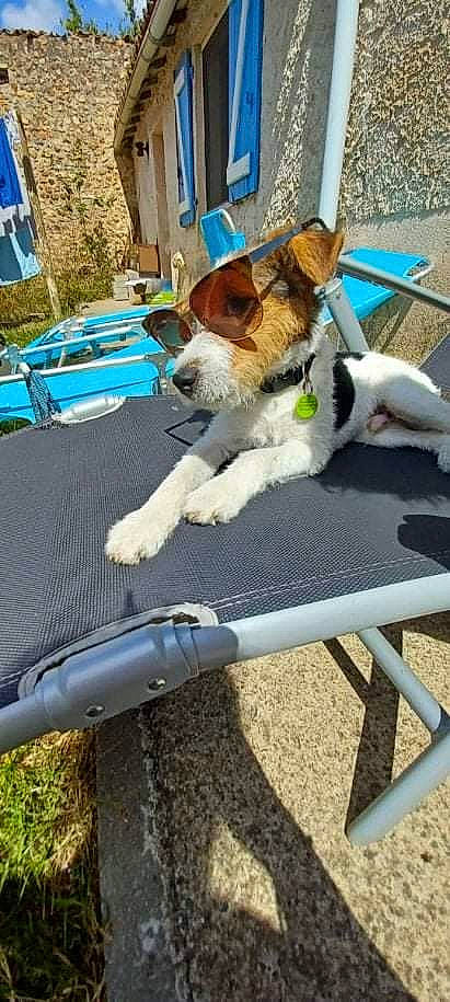 Nikki a rejoint le concours — aidez-le/la à gagner de superbes lots ! blue, canidae, carnivore, chair, collar, companion_dog, dog, dog_breed, dog_collar, furniture, herding_dog, leisure, outdoor_furniture, outdoor_table, recreation, shade, sporting_group, sunlounger, table, tail