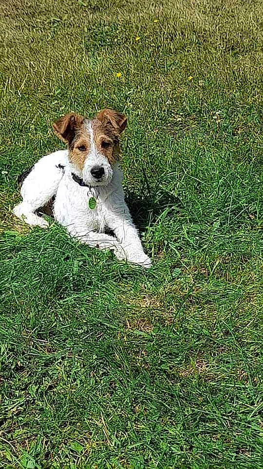 Nikki a rejoint le concours — aidez-le/la à gagner de superbes lots ! canidae, carnivore, companion_dog, dog, dog_breed, grass, grassland, groundcover, hunting_dog, irishjacks, lawn, parson_russell_terrier, pasture, people_in_nature, plant, puppy, terrestrial_animal, terrier