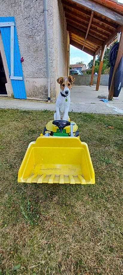 Nikki a rejoint le concours — aidez-le/la à gagner de superbes lots ! blue, carnivore, chair, companion_dog, dog, dog_breed, door, fawn, garden, grass, lawn, leisure, outdoor_furniture, outdoor_play_equipment, pet_supply, plant, recreation, soil, sporting_group, yard