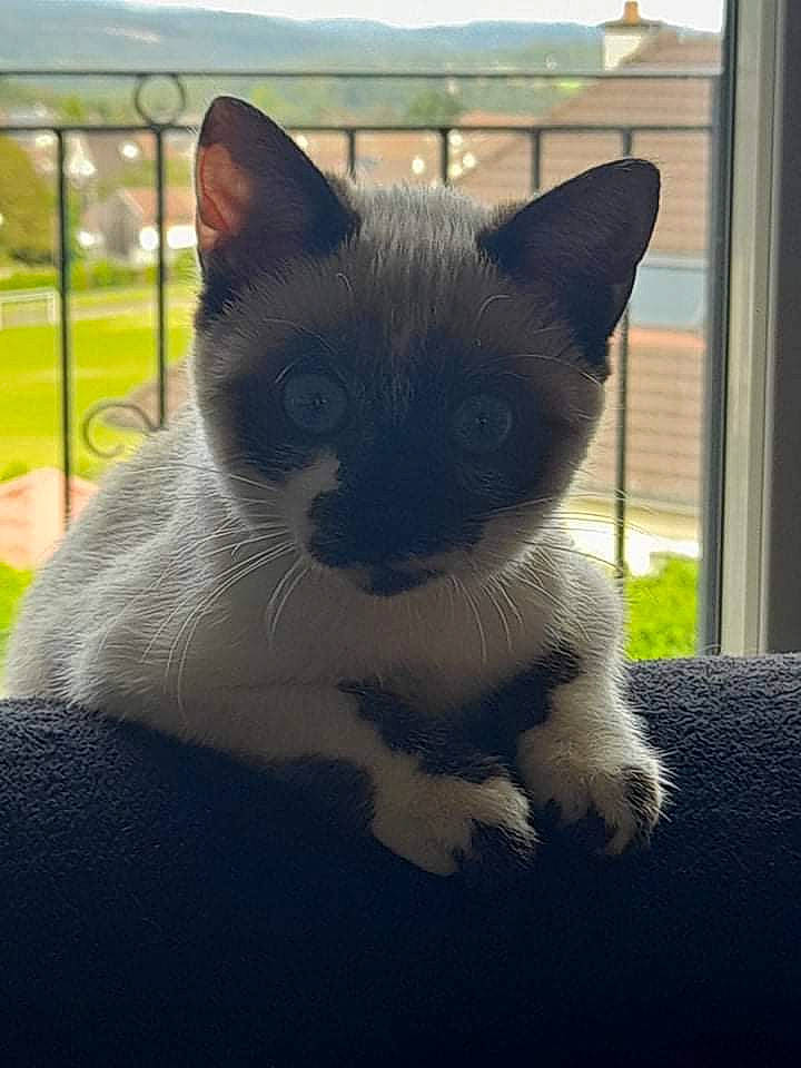 Saphir participe au concours pour gagner de l'argent avec cette photo : black_cat, carnivore, cat, cat_furniture, comfort, eye, fawn, felidae, grass, head, human_body, iris, sky, small_to_medium_sized_cats, snout, tail, terrestrial_animal, tints_and_shades, whiskers, window