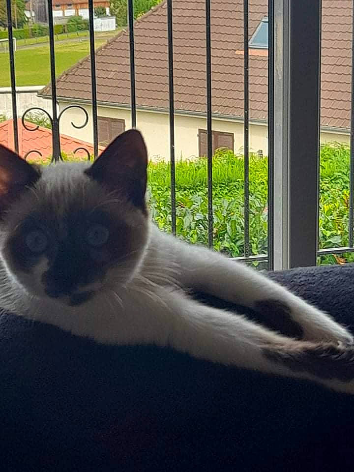 Saphir a rejoint le concours — aidez-le/la à gagner de superbes lots ! carnivore, cat, comfort, domestic_short_haired_cat, fawn, felidae, fence, fur, grass, metal, plant, shade, small_to_medium_sized_cats, snout, sunlight, tail, terrestrial_animal, tints_and_shades, whiskers, window