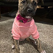 Mia joined the competition — help win amazing prizes! dog, puppy, pet, brindle, pink_sweater, bow_tie, carpet, indoors, portrait, cute, wide_eyes, paws, sitting, collar, fur, floor, cozy, muzzle, ears, small_size