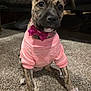 dog, puppy, pet, brindle, pink_sweater, bow_tie, carpet, indoors, portrait, cute, wide_eyes, paws, sitting, collar, fur, floor, cozy, muzzle, ears, small_size