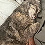 Fable joined the competition — help win amazing prizes! cat, sleeping_cat, tabby, gray_fur, whiskers, pet, bed, pillow, blanket, tattoo, human_arm, indoor, cozy, nap, close_up, portrait, fur_texture, relaxed, cuddling, home