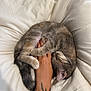 cat, kitten, pet, paw, bed, blanket, hand, tattoo, human_hand, sleeping, curled, fur, ear, whiskers, comfort, cuddling, domestic_animal, indoor, closeup, white_bedding
