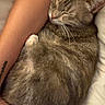 bed, blanket, cat, close_up, cozy, cuddle, curled_up, domestic_cat, fur, human_arm, indoor, nap, paw, pet, pillow, resting, sleeping, tabby, tattoo, whiskers