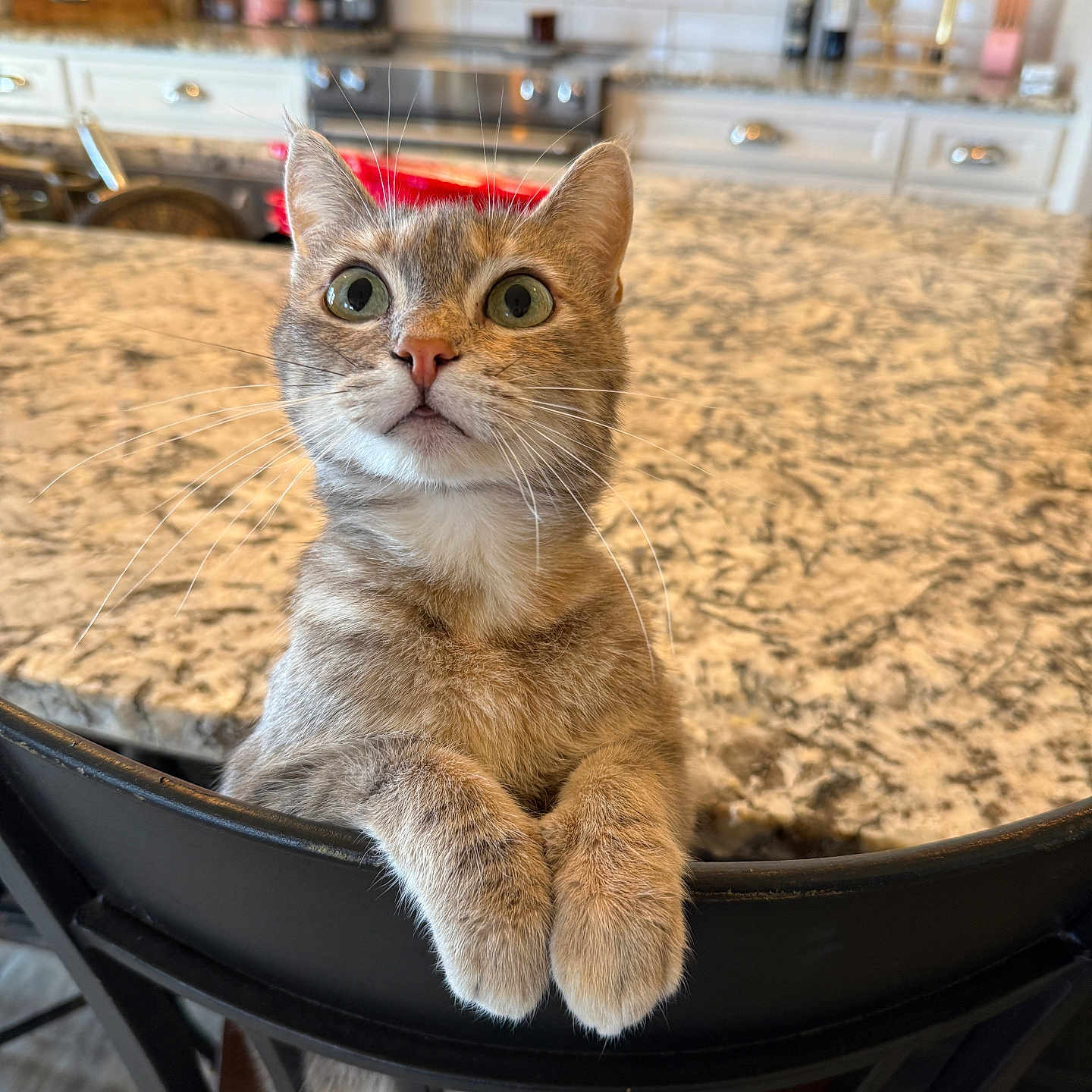 Fable is registered to the contest to win money with this photo: appliances, backsplash, cat, chair, close_up, countertop, curious, domestic_animal, fur, granite, green_eyes, indoor, kitchen, paws, pet, portrait, stool, tabby_cat, table, whiskers