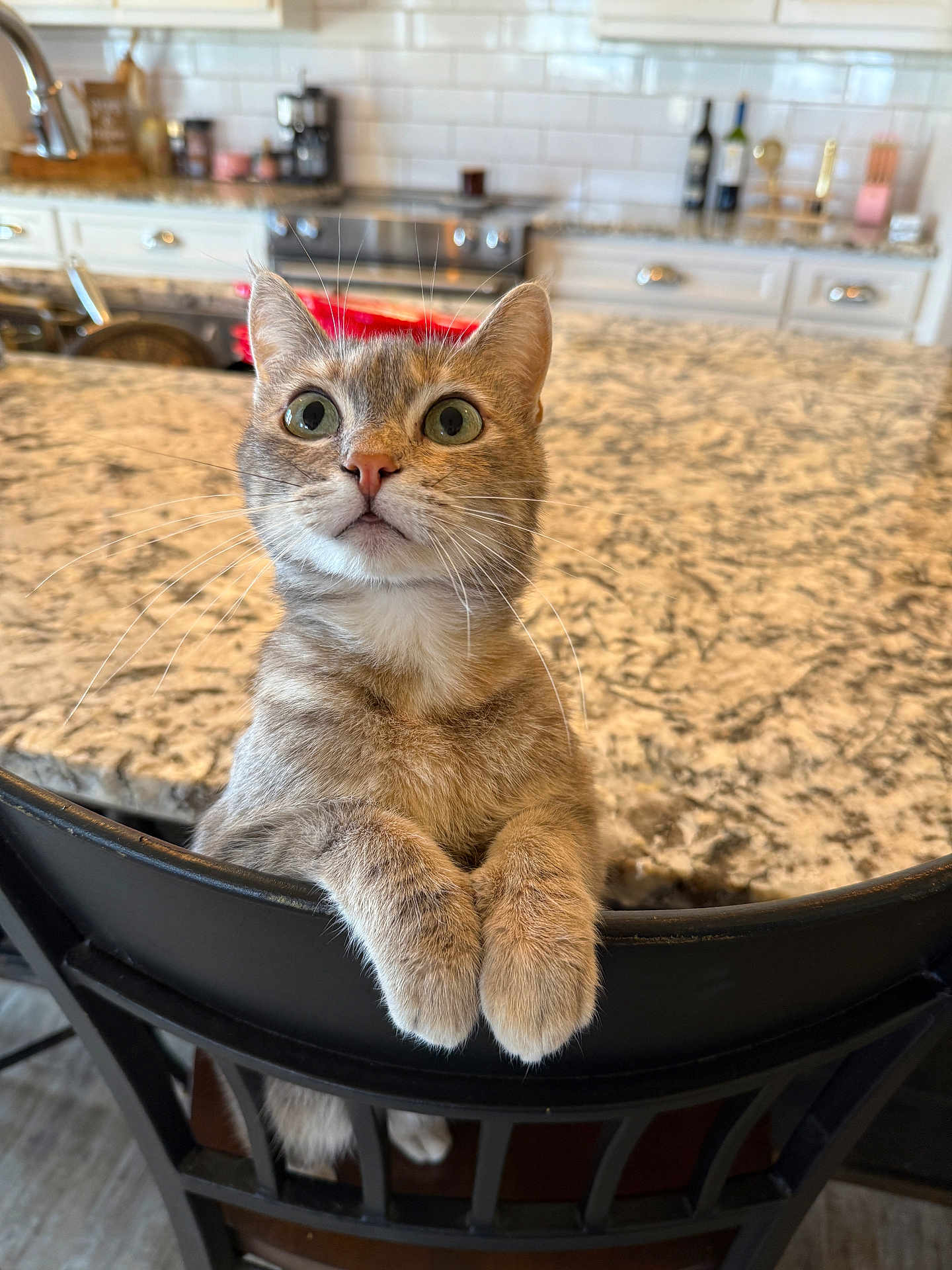 Fable is registered to the contest to win money with this photo: cat, tabby_cat, pet, indoor, kitchen, countertop, granite, chair, stool, paws, whiskers, green_eyes, fur, close_up, portrait, curious, domestic_animal, table, backsplash, appliances