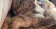 Fable is registered to the contest to win money with this photo: air_conditioner, bed, blanket, cat, cat_tree, close_up, cozy, cute, fur, indoor, napping, paw, pet, pillow, relaxation, sleeping, sunlight, tabby, whiskers, window