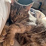 Fable is registered to the contest to win money with this photo: cat, tabby, sleeping, paw, fur, close_up, bed, pillow, blanket, indoor, sunlight, window, air_conditioner, cat_tree, cozy, pet, napping, whiskers, cute, relaxation