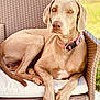 animal, armchair, bulldog, canine, chair, couch, cushion, dog, dogbed, furniture, homedecor, hound, labradorretriever, person, pet, pitbull, pointer, puppy, sleeping, snout