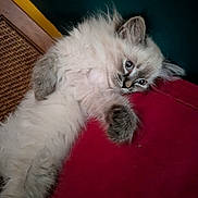 Ava a rejoint le concours — aidez-le/la à gagner de superbes lots ! kitten, cat, fluffy, blue_eyes, resting, indoor, pet, feline, cute, lying_down, soft_fur, close_up, young_cat, relaxed, whiskers, paw, domestic_animal, animal, mammal, cozy