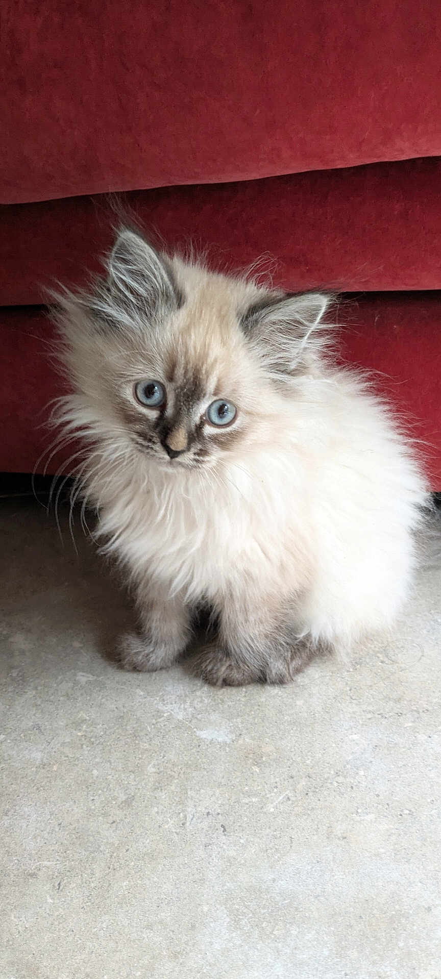 Ava participe au concours pour gagner de l'argent avec cette photo : kitten, cat, fluffy, blue_eyes, pet, animal, cute, indoor, floor, couch, furniture, young, small, fur, whiskers, sitting, looking, adorable, domestic_cat, portrait