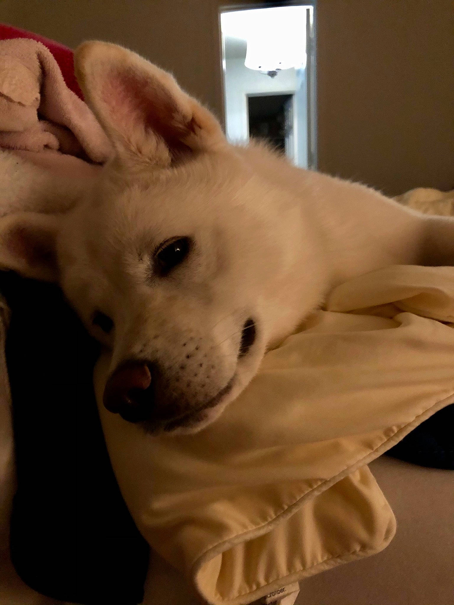 Anakin joined the competition — help win amazing prizes! abdomen, canidae, carnivore, collar, comfort, companion_dog, dog, dog_breed, ear, fawn, flooring, fur, puppy, snout, spitz, sporting_group, tail, terrestrial_animal, whiskers, working_animal