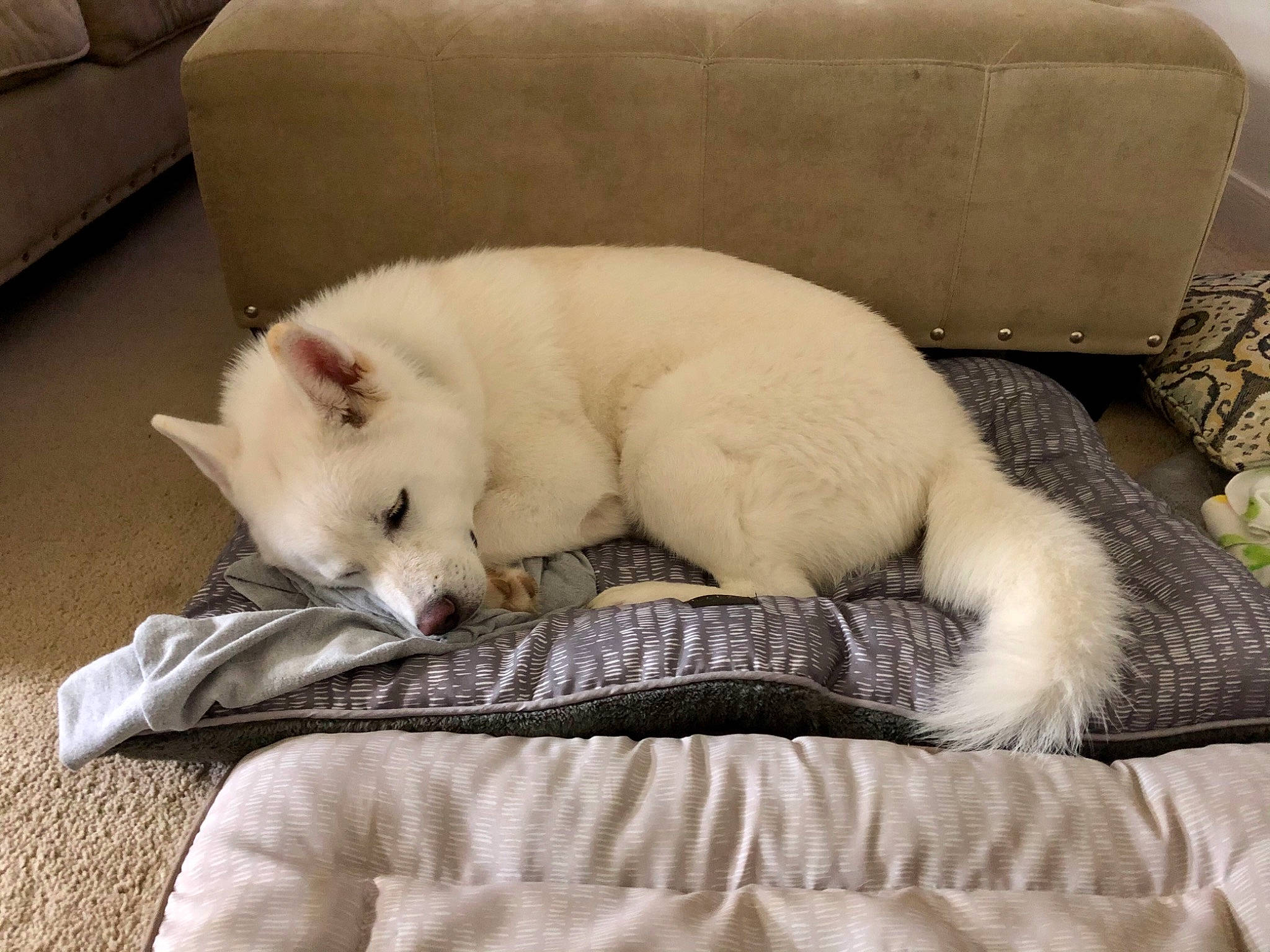 Anakin joined the competition — help win amazing prizes! canidae, carnivore, cat, cat_bed, cat_supply, comfort, companion_dog, couch, dog_breed, fawn, felidae, flooring, fur, furniture, mammal, paw, small_to_medium_sized_cats, sporting_group, tail, whiskers