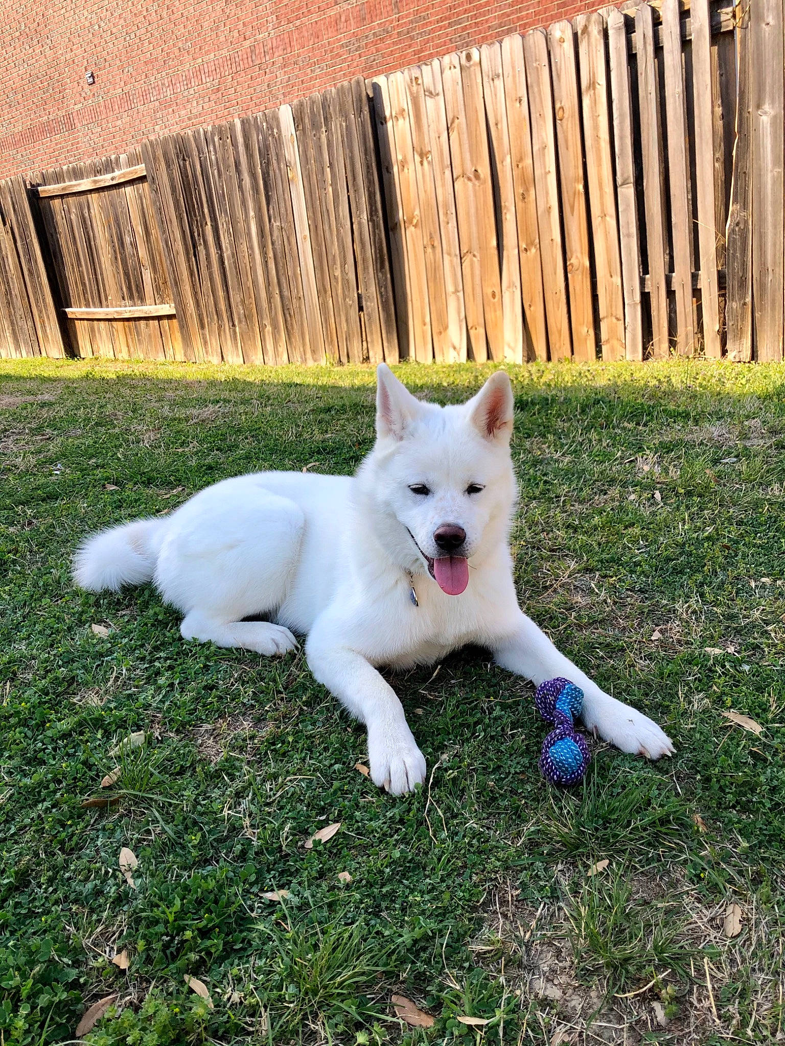 Anakin is registered to the contest to win money with this photo: canidae, carnivore, companion_dog, dog, dog_breed, fence, grass, home_fencing, non_sporting_group, plant, sporting_group, tail, terrestrial_animal, tree, wood, working_animal, yard